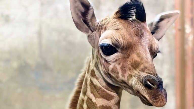 Giraffe named after Ja Morant, Memphis Grizzlies' star sent from Memphis to a Utah zoo